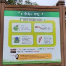 서부보건진료소 | [제주 서부 보건소]7월 삼다 삼무 청수리 곶자왈 마을 걷기