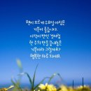 수요일 Daum카페