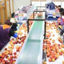 자인농협 농산물 산지유통센터 이미지