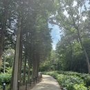 고성유치원 | 경남 고성 수국밭 “만화방초”