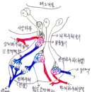 뇌하수체는 시상하부의 명령으로 호르몬을 생산해요 이미지