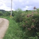 강림면350 이미지