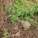 석남천 일대 가시박 제거 작업 중 두꺼비 한마리 발견 이미지