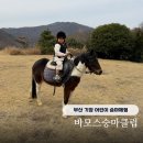 탑(TOP) 승마클럽 | 부산 기장 어린이 승마체험 바모스승마클럽 말타기 먹이주기 등 제대로 힐링