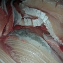 늘푸른참가자미횟집 이미지