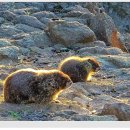 마못 이미지
