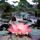 연잎 Daum카페