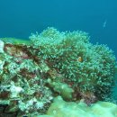 아네모네 이미지