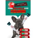 참조은펫 | 강아지 피부 고민. 울지마 마이펫 프리미엄 개스팟. 연고로 해결 끝.