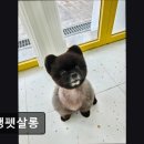 오댕펫살롱 이미지