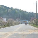 천도로 가로수길 이미지