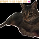 삼척번개시장 | 미니콩의 올해 문어 맛집 평일 주말 가격이 다른 새벽에 번개처럼 열었던 강원도 삼척 &#39;번개시장&#39;