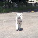 프리티 도그 이미지