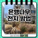 은행나무 | 은행나무 전지 방법 및 업체 후기