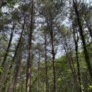 숲속아이 3 | 양평여행 2일차_ 양평 산음자연휴양림 숲속의 집(반달곰) 후기(3), 양평 용문사,