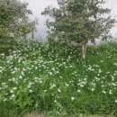 죽청보건진료소 이미지