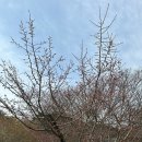 정골 | 대구 근교 볼거리 | 양산 통도사 | 우담바라 위치 홍매화 실시간 개화 주차 팁