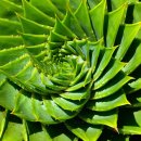 알로애 꽃집 이미지