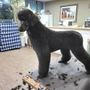 올 도그 그루밍(All DOG GROOMING) 이미지