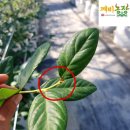 이형성농가 이미지