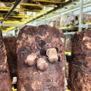 (주)웰니스팜 이미지