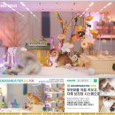 신비돌스 랙돌 캐터리 | 울산 캐터리 방문으로 시작된 우리 가족의 고양이 이야기
