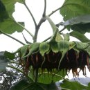 선은농장 이미지