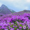 황매산등산로 이미지