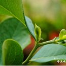 푸르매농장 이미지