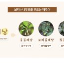 보리나무