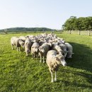 동양목장 이미지