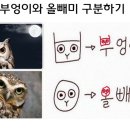부엉이 이미지