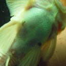 디스커스코리아 이미지