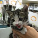 염리초교 이미지