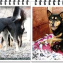 진도견나라 이미지