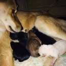 진도모터스 이미지