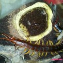 마이차우 이미지