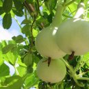 흥부민박 이미지