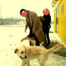 말티즈하우스 이미지