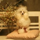 펫러브 - 8968 | 펫러브
