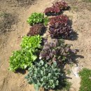 대근농장 이미지