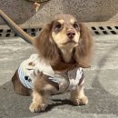 복슬 강아지 이미지