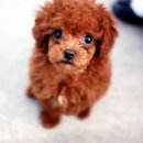 예쁜멍멍이 이미지