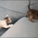 아지&냥이 이미지