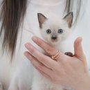 부산고양이분양 퍼스트캣 부산점 이미지