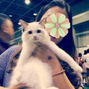 Fall in Rags 이미지