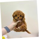 강아지사랑 | 파주강아지분양 퍼피에몽, 사랑스러운 반려견과의 첫 만남 후기