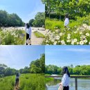 일상x20 푸르른 5월 즐기기 🌳서울숲 나들이🌳거울연못 | 샤스타데이지 | 습지생태원 | 나비정원