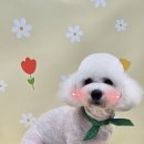 나나 펫 살롱 네이버블로그