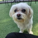 니멍내멍 이미지